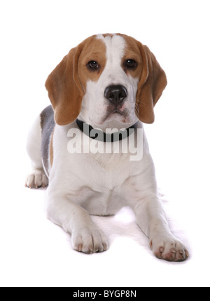 Beagle Hund einzelne Männchen Verlegung studio Stockfoto