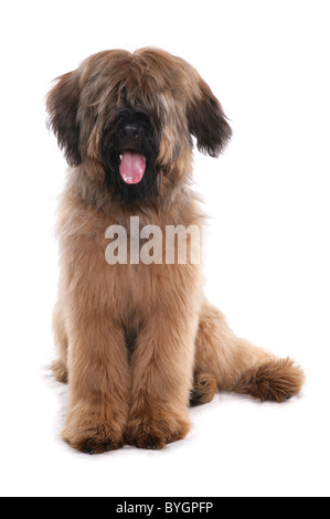 Briard Hund einzigen erwachsenen männlichen Hundesitting Studio Stockfoto