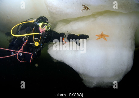 Männliche Scuba Diver schauen Sie sich auf roten Seestern (Asterias Rubens) auf Eis im Arktischen Stockfoto