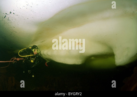 Männliche Scuba Diver schauen Sie sich auf roten Seestern (Asterias Rubens) auf Eis im Arktischen Stockfoto