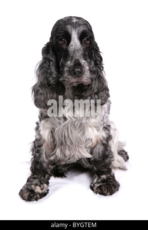 Englisch Cocker Spaniel Hund einzigen Erwachsenen weiblichen sitzen studio Stockfoto
