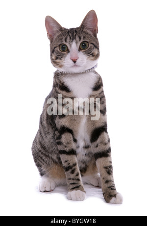 Tabby Hauskatze einzigen jungen weiblichen Erwachsenen Tabby Katze sitzt Studio Stockfoto