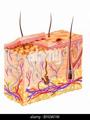 Menschliche Haut Abschnitt Diagramm Stockfoto