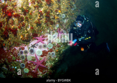 Weibliche Scuba diver Blick auf auf die Gruppe der Seeigel und seastars auf Rock Gesims Stockfoto