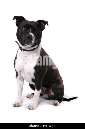 Staffordshire Bull Terrier Hund weiblichen alleinstehenden sitzen Studio Stockfoto