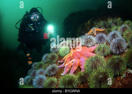 Weibliche Scuba diver Blick auf auf Sun Seesterne, Strongylocentrotus droebachiensis Stockfoto