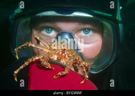 Baby Red King Crab (Paralithodes camtschaticus) Krabbe sitzt auf einem weiblichen Scuba diver Hand sitzt auf dem Handschuh eines weiblichen Scuba diver Stockfoto