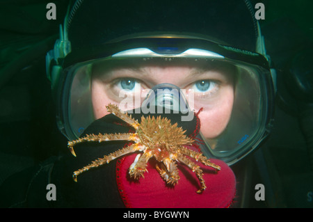 Baby Red King Crab (Paralithodes camtschaticus) Krabbe sitzt auf einem weiblichen Scuba diver Hand sitzt auf dem Handschuh eines weiblichen Scuba diver Stockfoto