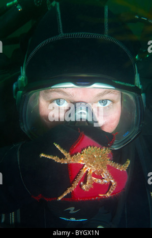 Baby Red King Crab (Paralithodes camtschaticus) Krabbe sitzt auf einem weiblichen Scuba diver Hand sitzt auf dem Handschuh eines weiblichen Scuba diver Stockfoto