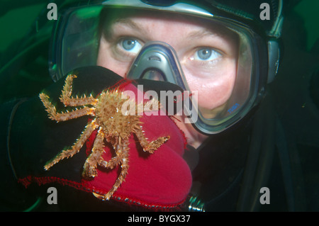 Baby Red King Crab (Paralithodes camtschaticus) Krabbe sitzt auf einem weiblichen Scuba diver Hand sitzt auf dem Handschuh eines weiblichen Scuba diver Stockfoto