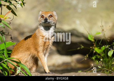 niedlichen gelben Mungo (Cynictis Penicillata) Stockfoto