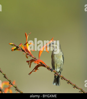 Weibliche Malachite Sunbird (Nectarinia famosa) Bestäubung eine strelitzie Blume, Namaqualand, Northern Cape, Südafrika Stockfoto