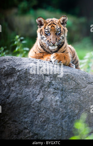 Niedliche Sumatra Tiger Cub in die Kamera schaut Stockfoto