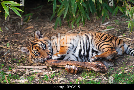 Niedliche Sumatra Tigerbaby spielen auf dem Waldboden Stockfoto