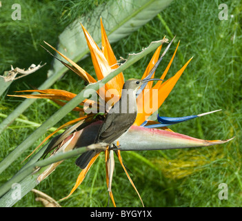 Weibliche Malachite Sunbird (Nectarinia famosa), Namaqualand, Northern Cape, Südafrika Stockfoto