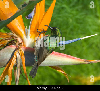 Männliche Südlichen weniger Double-Collared Sunbird (Cinnyris chalybeus) Bestäubung eine strelitzie Blume, Namaqualand, Northern Cape, Südafrika Stockfoto