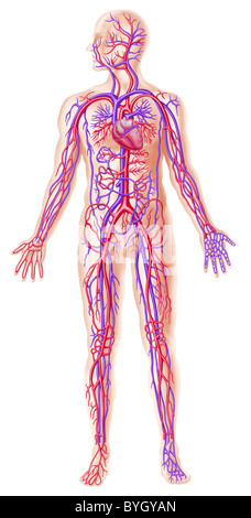 Menschliche Circolatory System Querschnitt Stockfoto