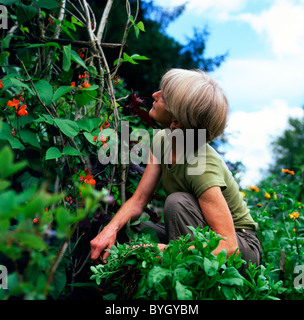 Eine ältere Frau in Ihrem Gemüsegarten kniend an stangenbohnen mit roten Blumen Blüte wächst an Sticks frame Polen im Sommer Carmarthenshire Wales suchen, UK KATHY DEWITT Stockfoto