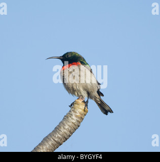 Männliche Southern Lesser Double-Collared Sunbird (Cinnyris Chalybeus), Namaqualand, Northern Cape, Südafrika Stockfoto