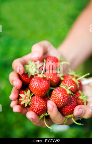 Hohlen Hand mit Erdbeeren Stockfoto