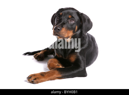 Rottweiler Welpen einzigen jungen männlichen Verlegung studio Stockfoto