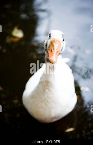 Gans stehend vor Wasser Stockfoto