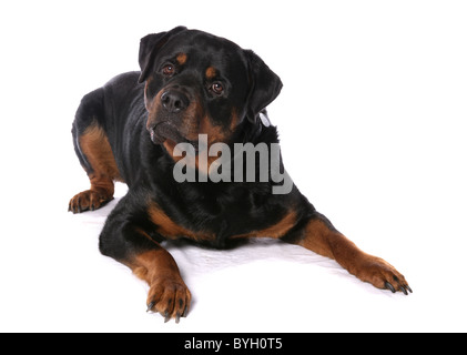 Rottweiler Hund einzelne Männchen Verlegung Studio Stockfoto