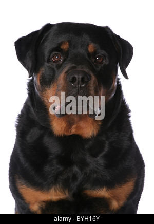 Rottweiler Hund einzigen erwachsenen männlichen Portraitstudio Stockfoto