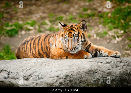 Niedliche Sumatra Tigerbaby Verlegung auf einem Felsen Stockfoto