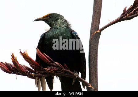 Die Tui ist ein Neuseeland-Honigfresser. Der Vogel ist oft Fütterung auf Nektar aus Neuseeland Flachs und andere Blumen Stockfoto