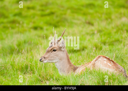 junge männliche Damhirsche (Dama Dama) in lokalen Deer park Stockfoto