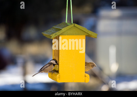 Eine Meise und einem Haus Finca feed von einem gelben Vogel-Feeder an einem Wintertag Stockfoto