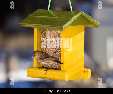 Ein weiblicher Haus Fink Fütterung an einem Futterhäuschen Stockfoto