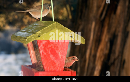 Ein männlicher Haus Fink und ein gemeinsames Spatz Fütterung an einem Futterhäuschen Stockfoto