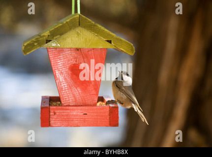 Eine Meise in ein Vogelhaus Stockfoto