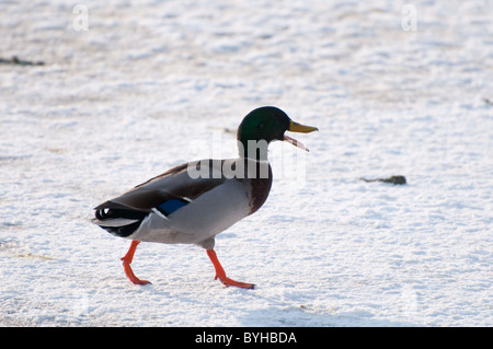 Mallard Duck (Anas platyrhnchos), der im Winter auf Eis läuft, England. Stockfoto