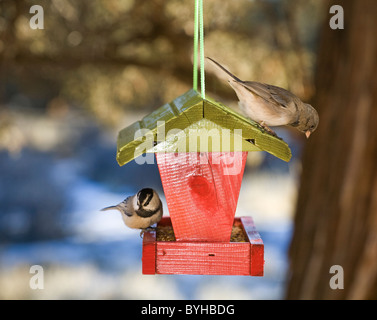 Ein Berg Chickadee und ein weiblicher Haus Fink aus ein Futterhäuschen für Vögel füttern Stockfoto