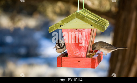 Ein Berg Chickadee und ein weiblicher Haus Fink aus ein Futterhäuschen für Vögel füttern Stockfoto