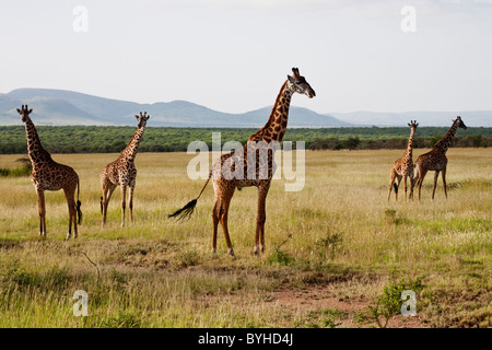 Giraffen im Serengeti Nationalpark, Tansania, Afrika Stockfoto