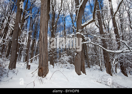 Verschneite Wälder, hohlen Jockey National Historical Park in Morristown, New Jersey Stockfoto