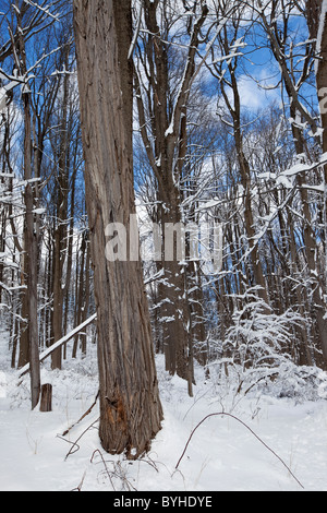 Verschneite Wälder, hohlen Jockey National Historical Park in Morristown, New Jersey Stockfoto