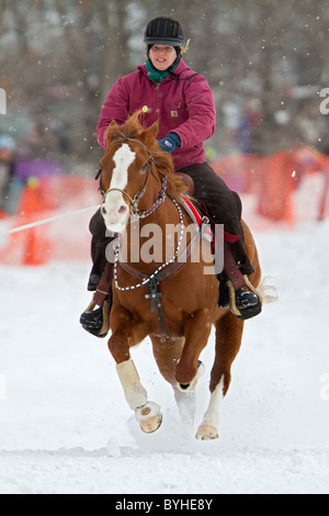 Skijöring Pferd und Reiter laufen im Schnee während eines Ski joring Rennen in New Hampshire, New England, USA. Stockfoto