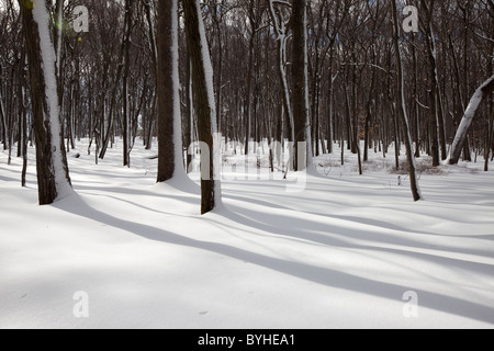 Verschneite Wälder, hohlen Jockey National Historical Park in Morristown, New Jersey Stockfoto