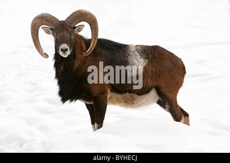 Europäischer Mufflon (Ovis Orientalis Musimon) Stockfoto