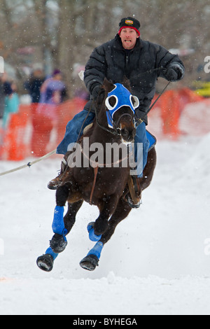 Skijöring Pferd und Reiter laufen im Schnee während eines Ski joring Rennen in New Hampshire, New England, USA. Stockfoto