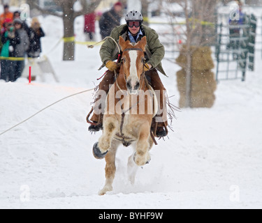 Skijöring Pferd und Reiter laufen im Schnee während eines Ski joring Rennen in New Hampshire, New England, USA. Stockfoto