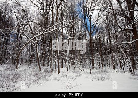 Verschneite Wälder, hohlen Jockey National Historical Park in Morristown, New Jersey Stockfoto