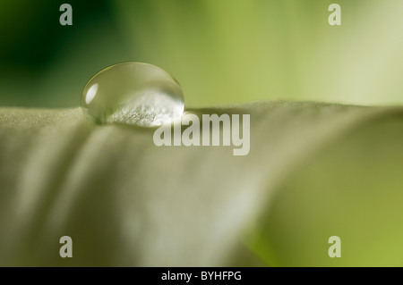 Wassertropfen auf Lily Blütenblatt Stockfoto