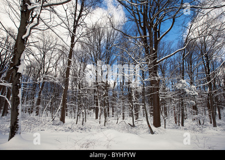 Verschneite Wälder, hohlen Jockey National Historical Park in Morristown, New Jersey Stockfoto