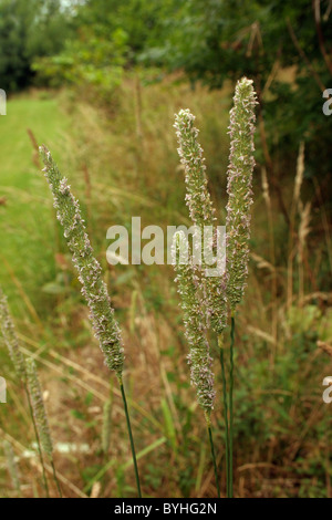 Lieschgras (Phleum Pratense: Poaceae), UK. Stockfoto